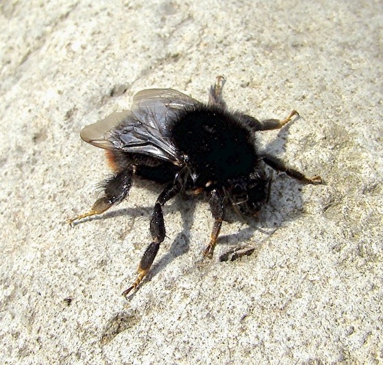 bumblebee